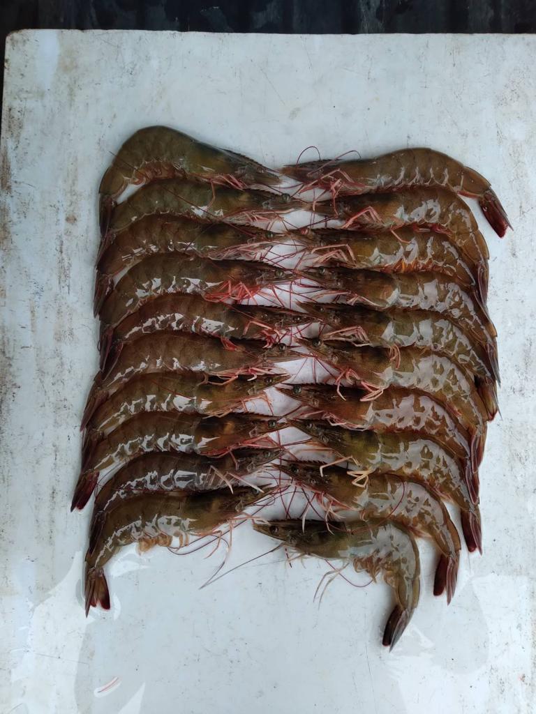 Fresh vannamei shrimp after feeding with PR